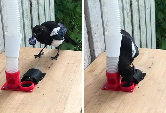 Guy Built A Bird Feeder That Accepts Bottle Caps For Food, And These Wild Magpies Love It Guy Built A Bird Feeder That Accepts Bottle Caps For Food, And These Wild Magpies Love It