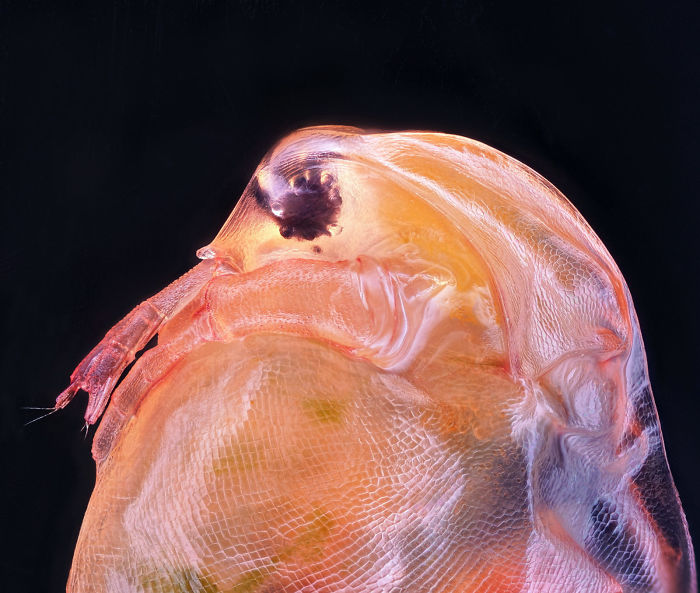 Daphnia magna (Phyllopoda)