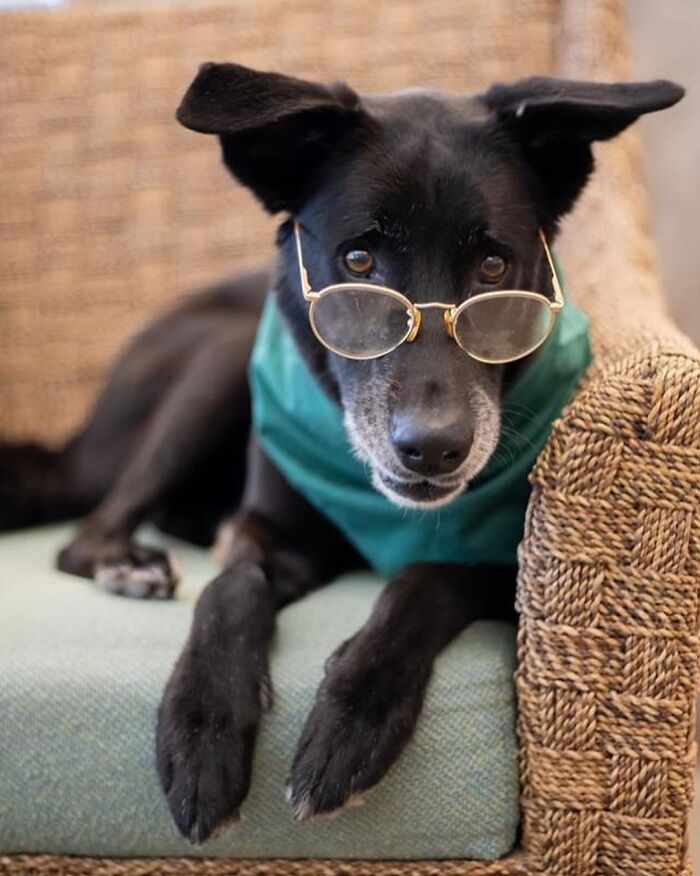 This Shelter Dressed Up Elderly Cats And Dogs As If They Were Senior Citizens For An Adoption Photoshoot (37 Pics)