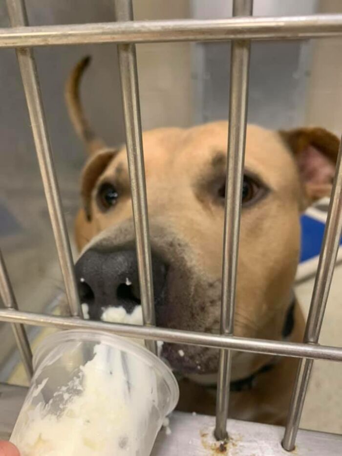 Louisiana Woman Shares Pics And Videos Of Her Feeding Shelter Dogs ‘Puppuccinos’ To Brighten Their Day Louisiana Woman Shares Pics And Videos Of Her Feeding Shelter Dogs ‘Puppuccinos’ To Brighten Their Day