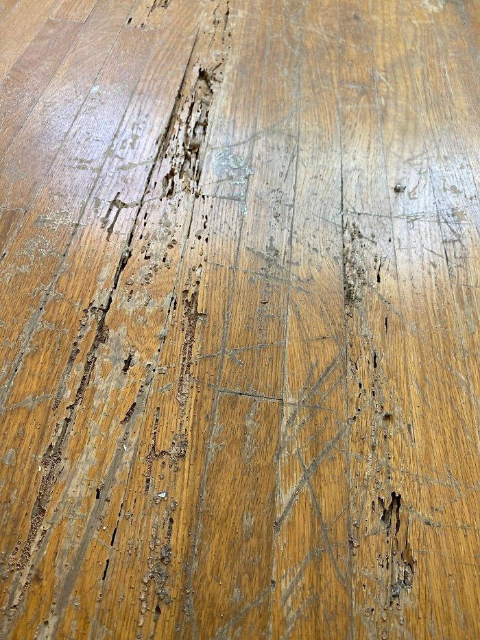 Bizarre-Structural-Inspections