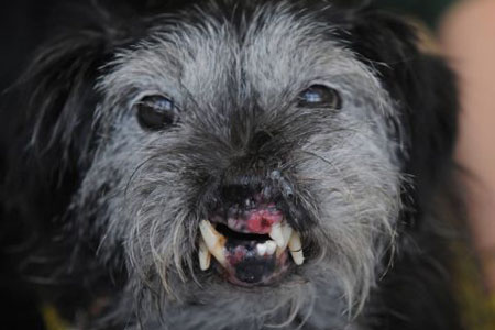10-Most-Ugliest-Dogs-in-the-World-6-5f84135308f6a.jpg