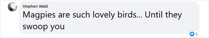 Guy Built A Bird Feeder That Accepts Bottle Caps For Food, And These Wild Magpies Love It