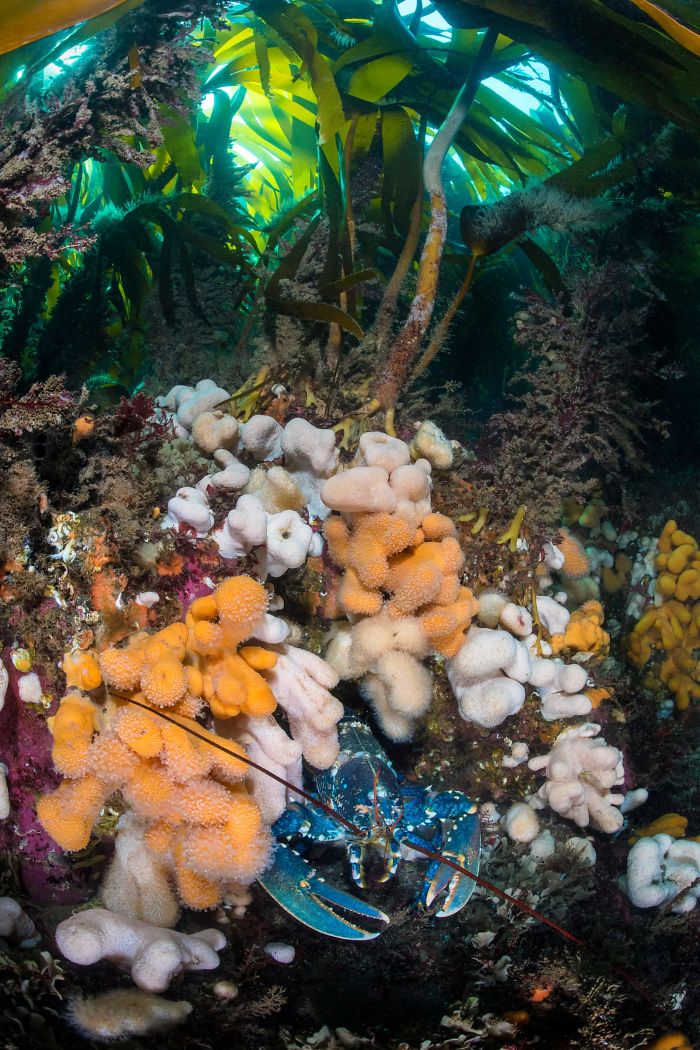 'Beneath The Kelp Forest (European Lobster)', By Alexander Mustard, 2017