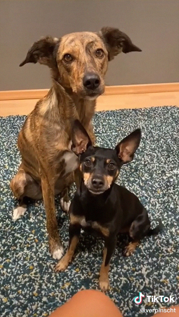 Videos Of Owner Showing Dogs A Photo And Them 'Recreating It' Go Viral Videos Of Owner Showing Dogs A Photo And Them 'Recreating It' Go Viral