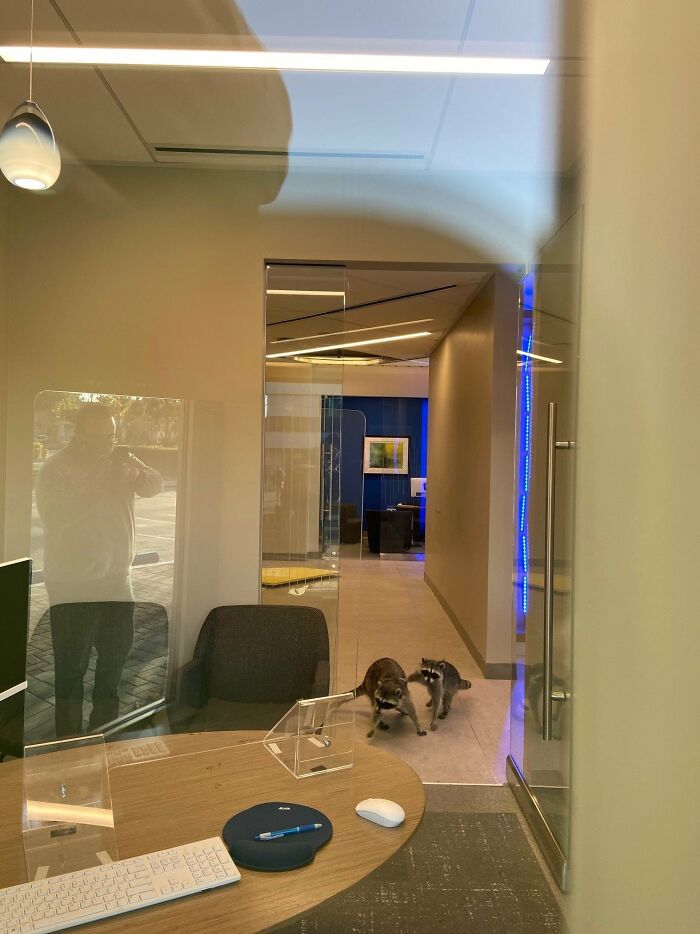 These 2 Sneaky Raccoons Broke Into A Bank In California These 2 Sneaky Raccoons Broke Into A Bank In California