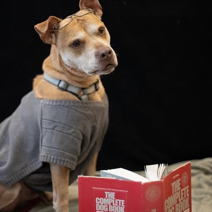 This Shelter Dressed Up Elderly Cats And Dogs As If They Were Senior Citizens For An Adoption Photoshoot (37 Pics) This Shelter Dressed Up Elderly Cats And Dogs As If They Were Senior Citizens For An Adoption Photoshoot (37 Pics)