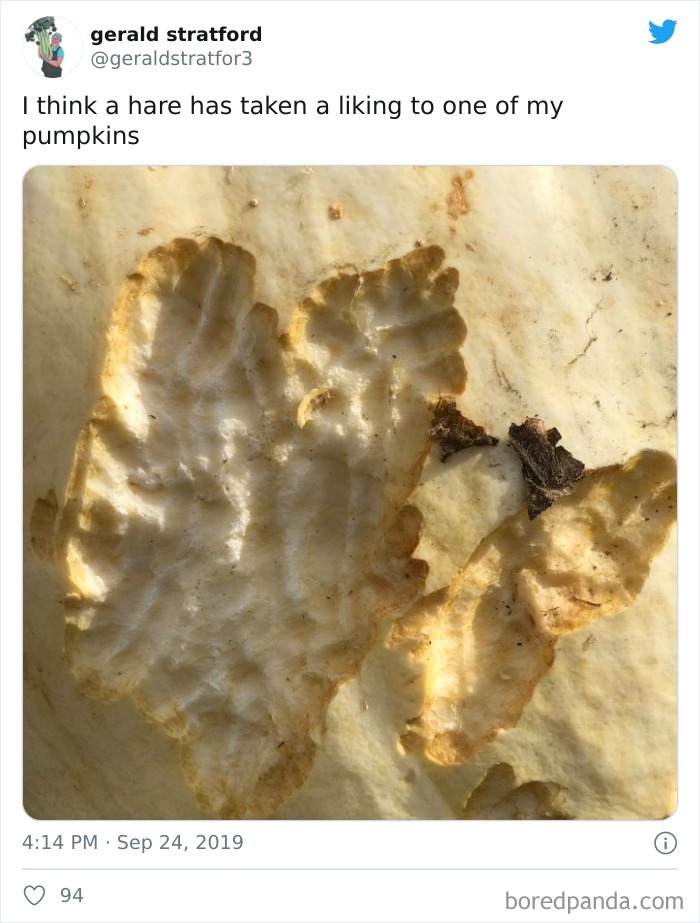 Gardener-Posts-Veggie-Photos-Gerald-Stratford