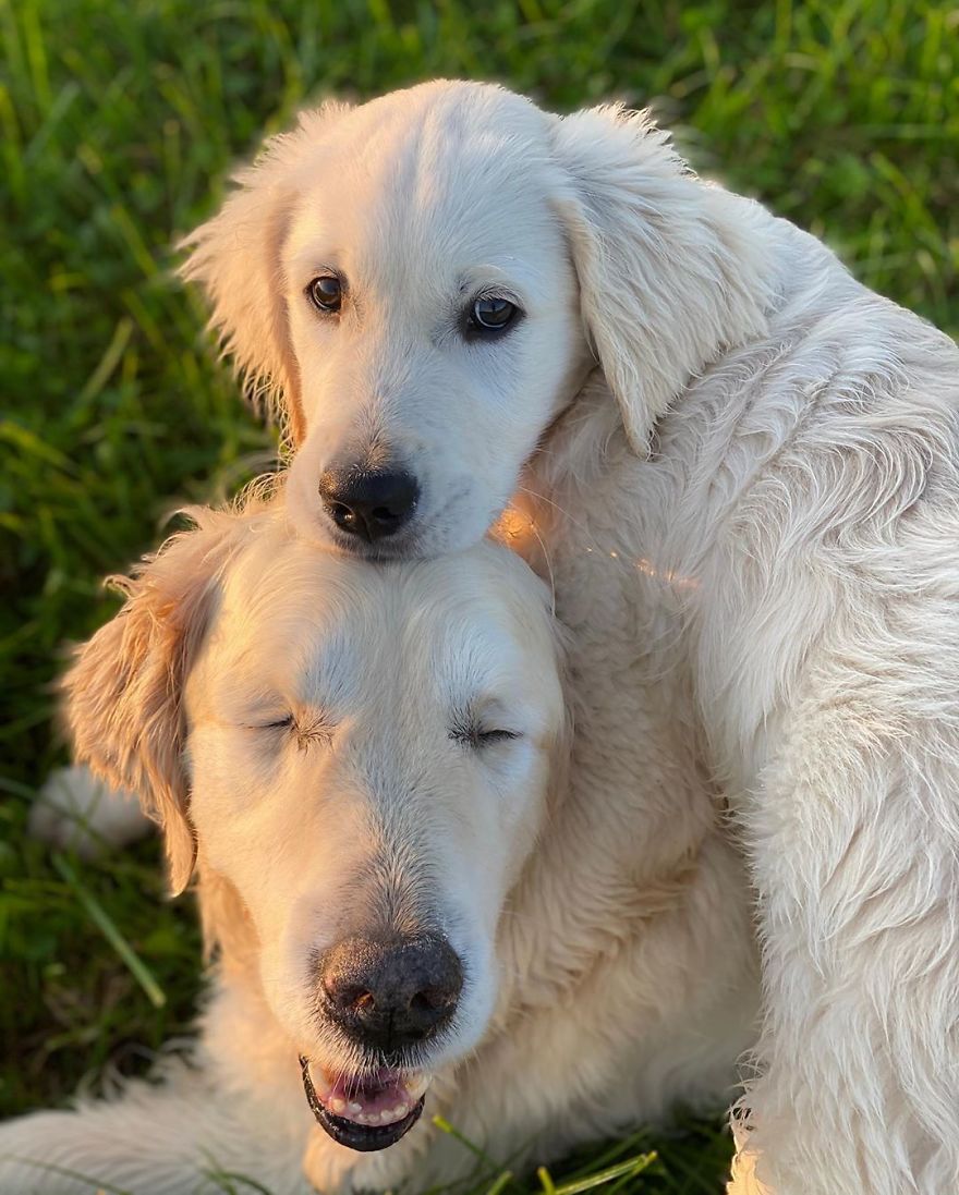 Little Golden Retriever Puppy Becomes A Guide For A Blind Dog (28 Pics) Little Golden Retriever Puppy Becomes A Guide For A Blind Dog (28 Pics)