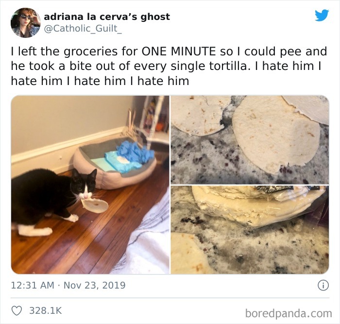 I Left The Groceries For One Minute So I Could Pee And He Took A Bite Out Of Every Single Tortilla. I Hate Him I Hate Him I Hate Him I Hate Him