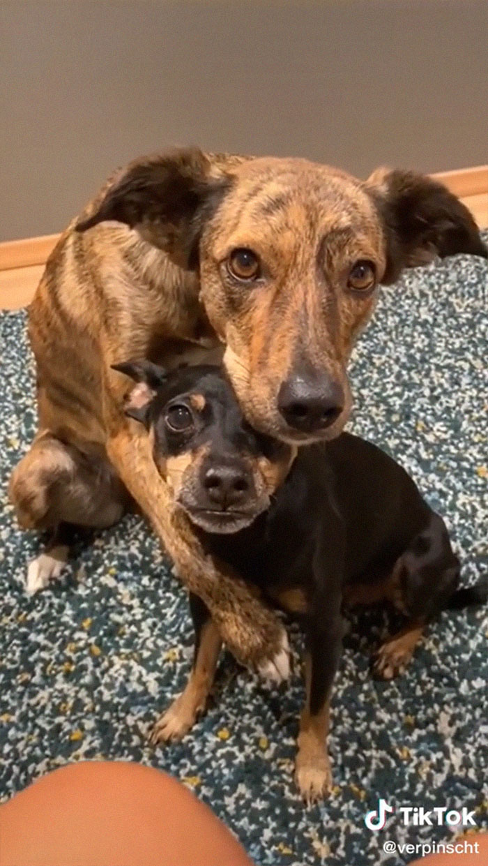 Videos Of Owner Showing Dogs A Photo And Them 'Recreating It' Go Viral Videos Of Owner Showing Dogs A Photo And Them 'Recreating It' Go Viral