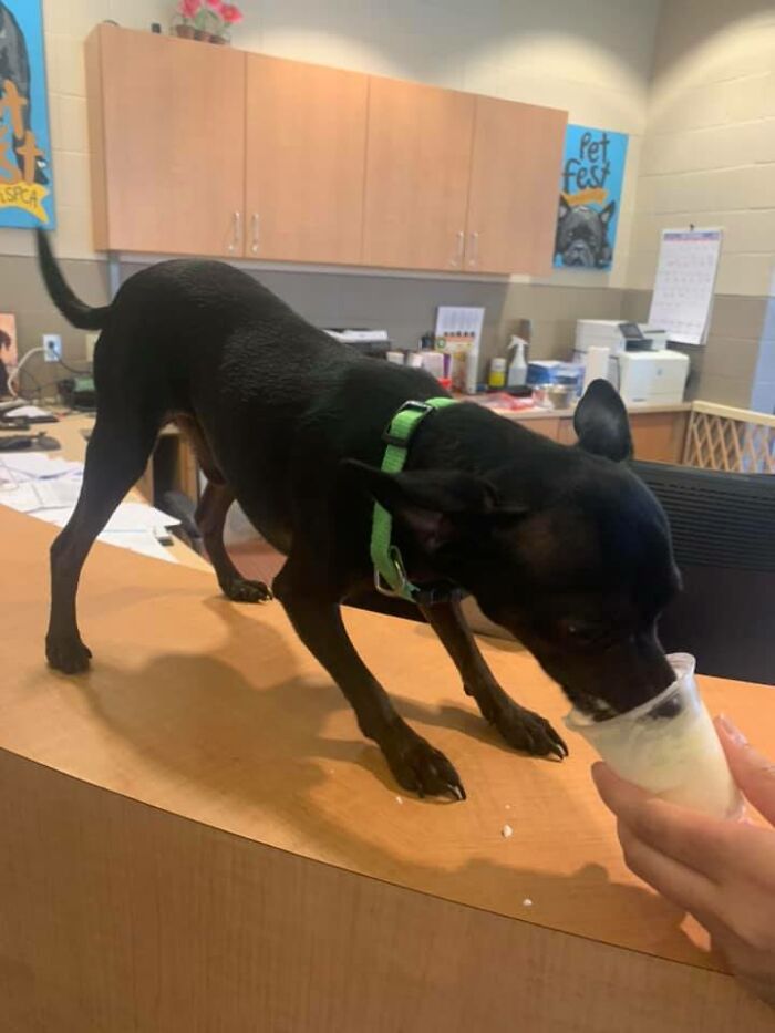 Louisiana Woman Shares Pics And Videos Of Her Feeding Shelter Dogs ‘Puppuccinos’ To Brighten Their Day Louisiana Woman Shares Pics And Videos Of Her Feeding Shelter Dogs ‘Puppuccinos’ To Brighten Their Day