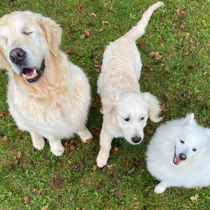Little Golden Retriever Puppy Becomes A Guide For A Blind Dog (28 Pics) Little Golden Retriever Puppy Becomes A Guide For A Blind Dog (28 Pics)
