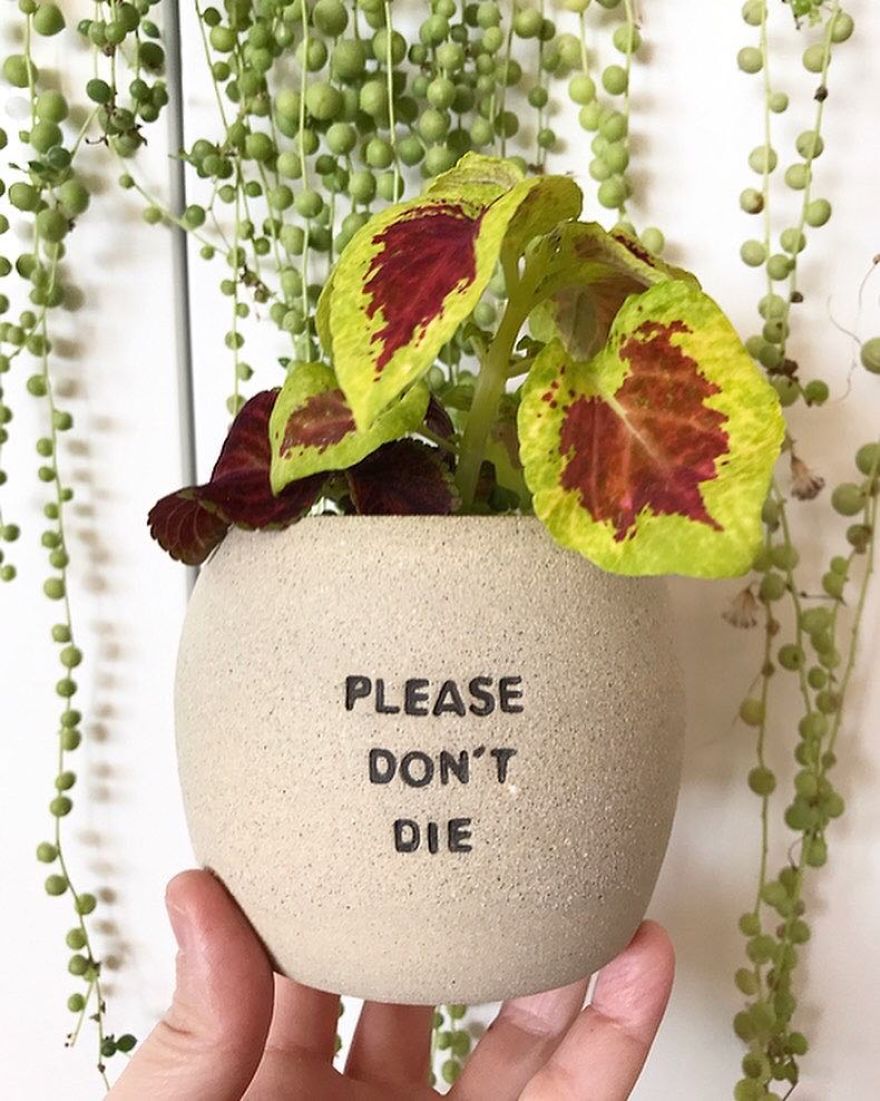If Plants Could Talk, This Is What They'd Say...