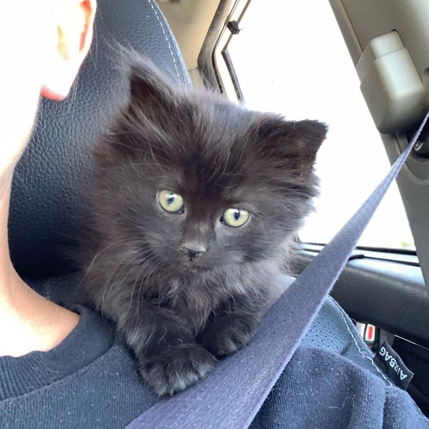 Kitten Found On Busy Road Curled Up On Her Rescuer's Shoulder On The Drive Home Kitten Found On Busy Road Curled Up On Her Rescuer's Shoulder On The Drive Home