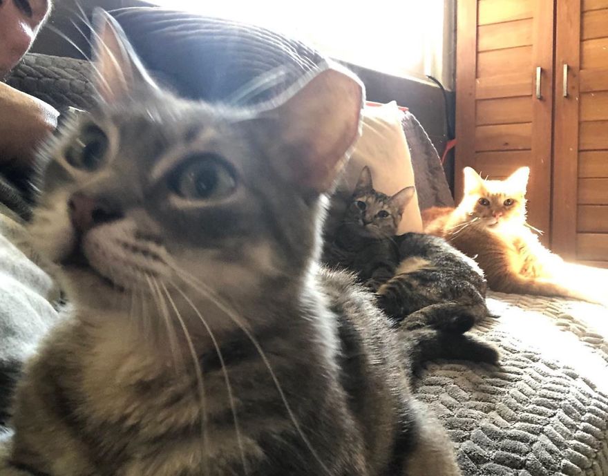  Man Brings 300 Stray Animals To His Home, Protects Them From Hurricane Delta