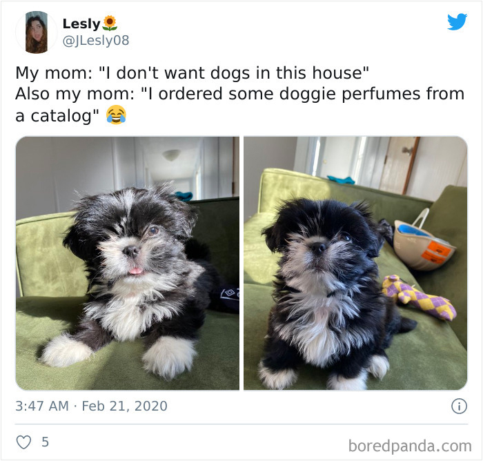 Latina-Moms-Who-Did-Not-Want-A-Dog