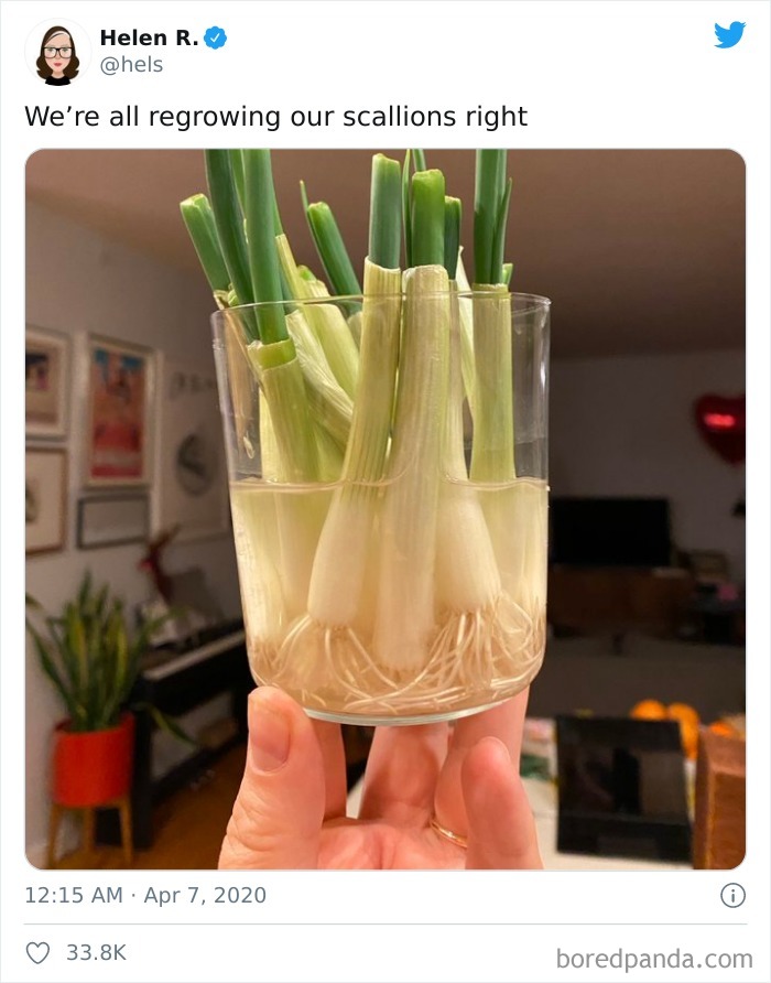How To Regrow Your Scallions