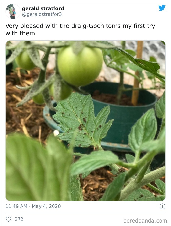 Gardener-Posts-Veggie-Photos-Gerald-Stratford