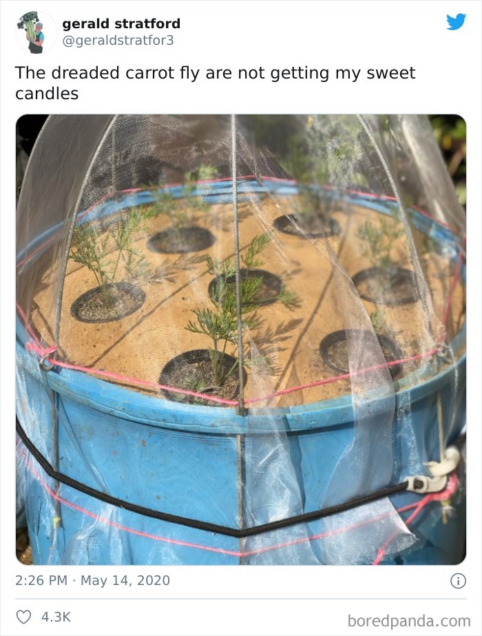 Gardener-Posts-Veggie-Photos-Gerald-Stratford