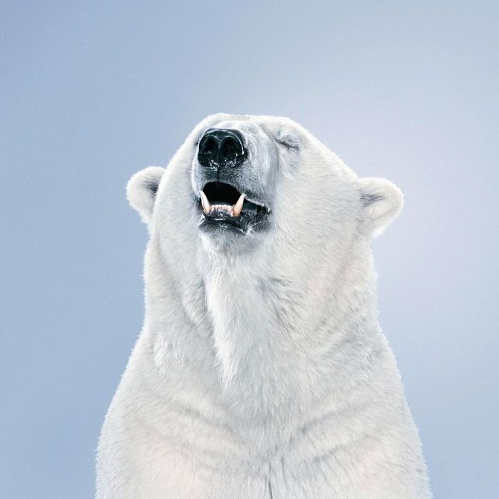 Bears Like You've Never Seen Under A Photographer's Lens (55 Pics)