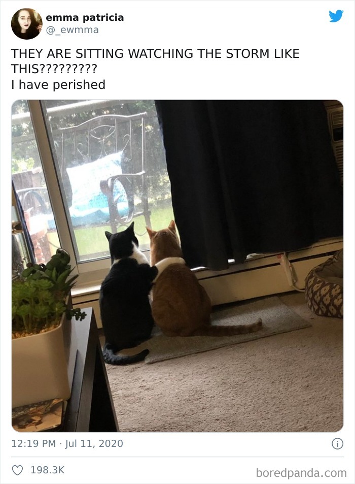 They Are Sitting Watching The Storm Like This????????? I Have Perished