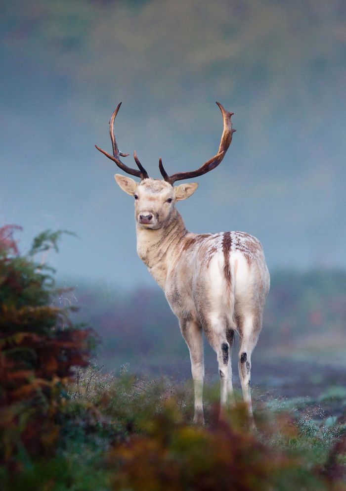 'Mystical Mist (Fallow Deer)', By Mark Smith, 2011