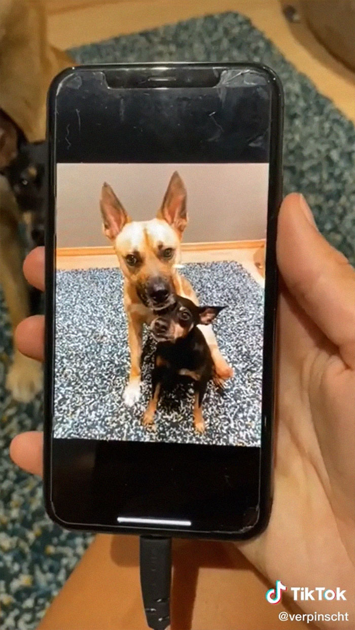 Videos Of Owner Showing Dogs A Photo And Them 'Recreating It' Go Viral Videos Of Owner Showing Dogs A Photo And Them 'Recreating It' Go Viral