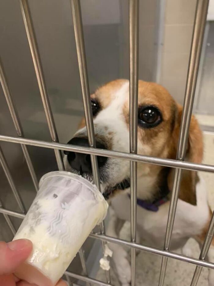 Louisiana Woman Shares Pics And Videos Of Her Feeding Shelter Dogs ‘Puppuccinos’ To Brighten Their Day Louisiana Woman Shares Pics And Videos Of Her Feeding Shelter Dogs ‘Puppuccinos’ To Brighten Their Day