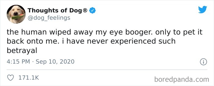 Hilarious-Dog-Thoughts-Tweets