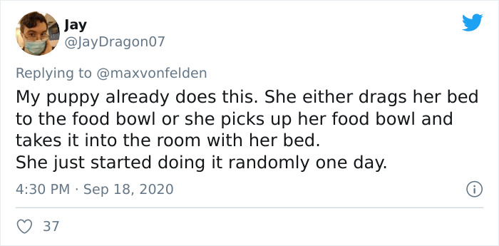 Viral TikTok Captures A Dog Calmly Carrying His Bowl Full Of Kibble To Eat It On The Couch, And People Relate To Him On A Spiritual Level Viral TikTok Captures A Dog Calmly Carrying His Bowl Full Of Kibble To Eat It On The Couch, And People Relate To Him On A Spiritual Level