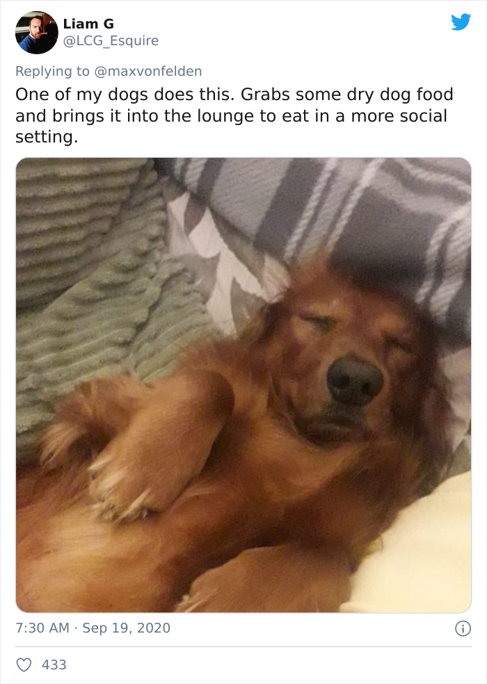 Viral TikTok Captures A Dog Calmly Carrying His Bowl Full Of Kibble To Eat It On The Couch, And People Relate To Him On A Spiritual Level Viral TikTok Captures A Dog Calmly Carrying His Bowl Full Of Kibble To Eat It On The Couch, And People Relate To Him On A Spiritual Level