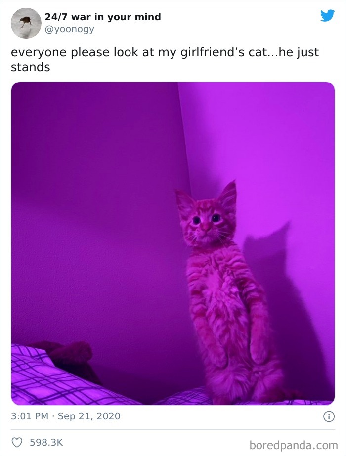Everyone Please Look At My Girlfriend’s Cat...he Just Stands