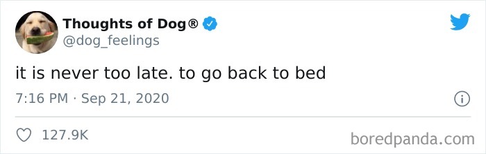 Hilarious-Dog-Thoughts-Tweets