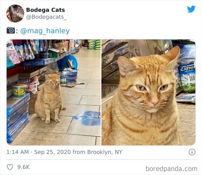 Bodega Cats