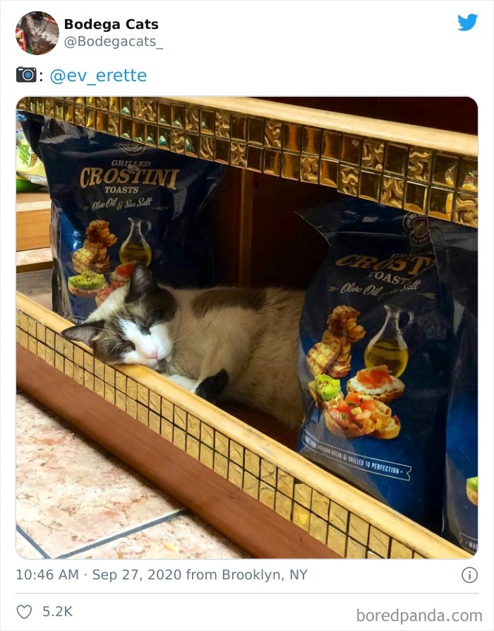 Bodega Cats