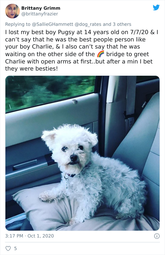 'He Was Best At Unconditional Love': Over 115k People Are In Tears Over This Woman's Touching Obituary For Her Beloved Dog 'He Was Best At Unconditional Love': Over 115k People Are In Tears Over This Woman's Touching Obituary For Her Beloved Dog