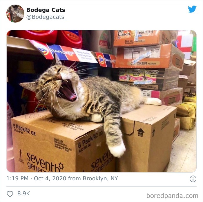 Bodega Cats