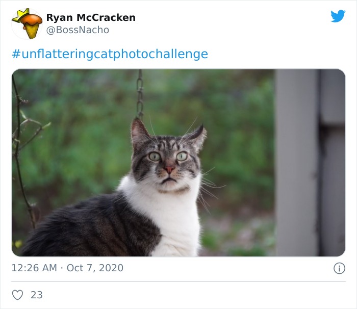 Unflattering-Cat-Photo-Challenge