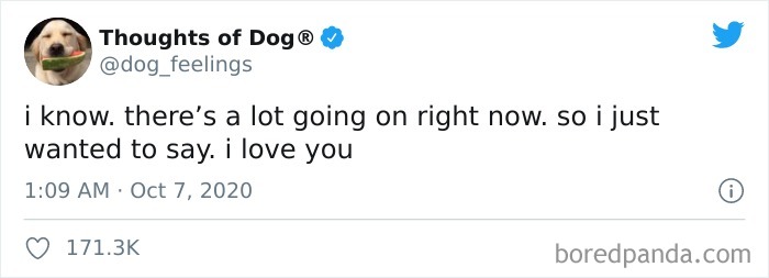 Hilarious-Dog-Thoughts-Tweets
