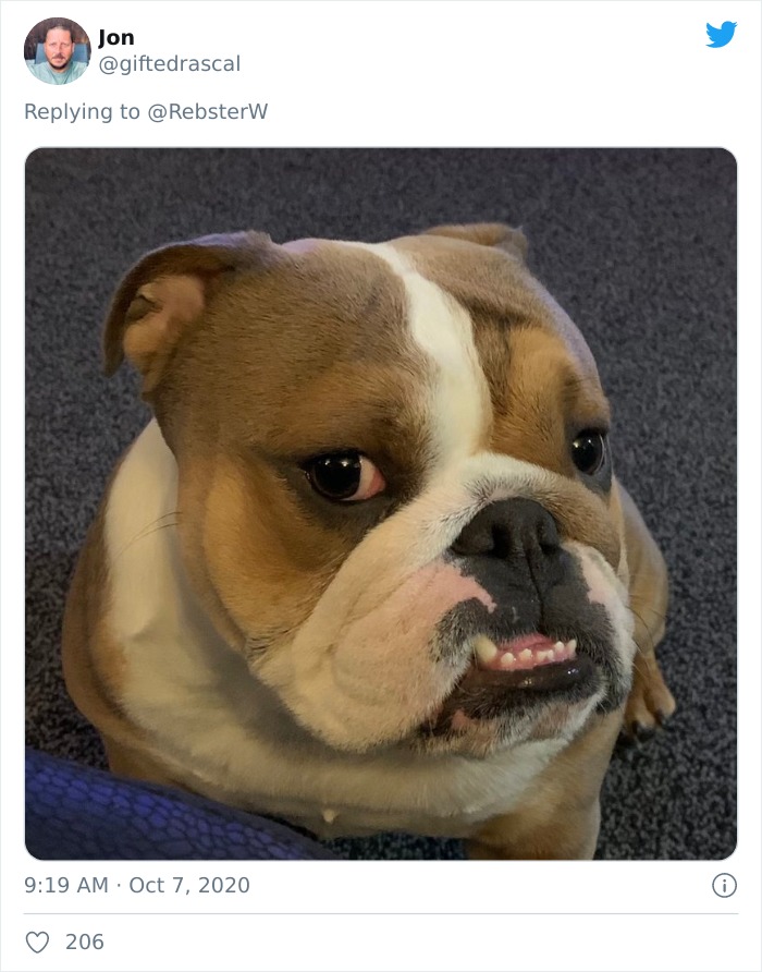 Dog-Profile-Pic-Photo-Dating-Website-Twitter