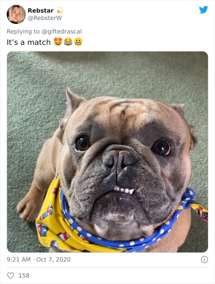 Dog-Profile-Pic-Photo-Dating-Website-Twitter