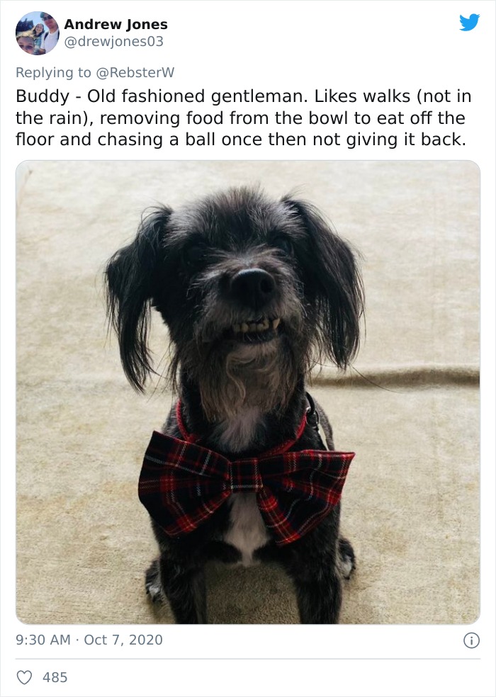 Dog-Profile-Pic-Photo-Dating-Website-Twitter