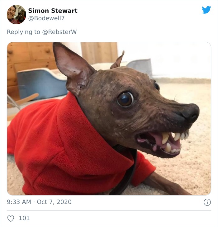 Dog-Profile-Pic-Photo-Dating-Website-Twitter