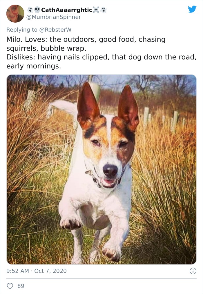 Dog-Profile-Pic-Photo-Dating-Website-Twitter