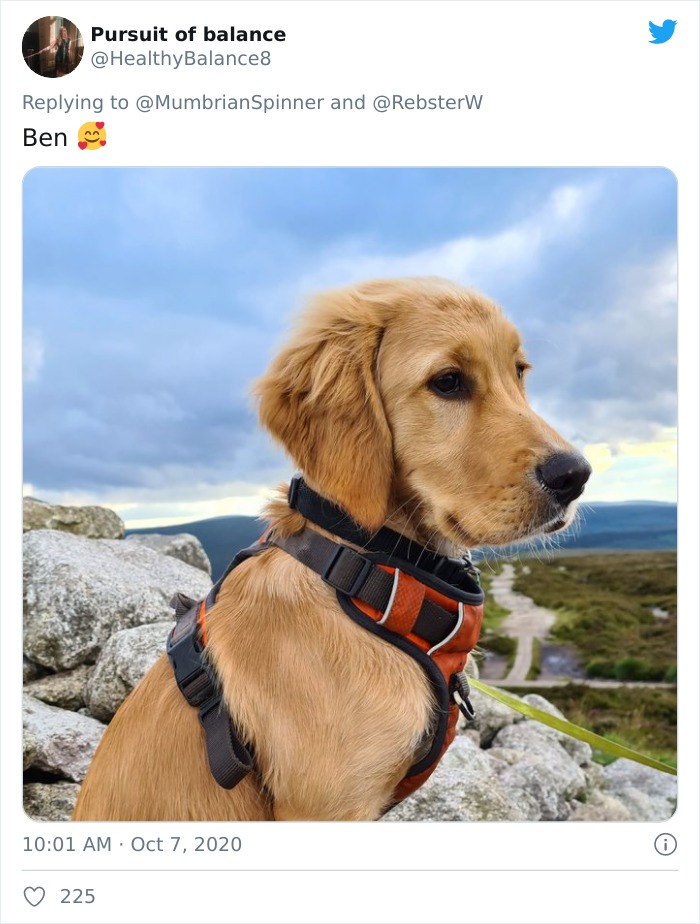 Dog-Profile-Pic-Photo-Dating-Website-Twitter