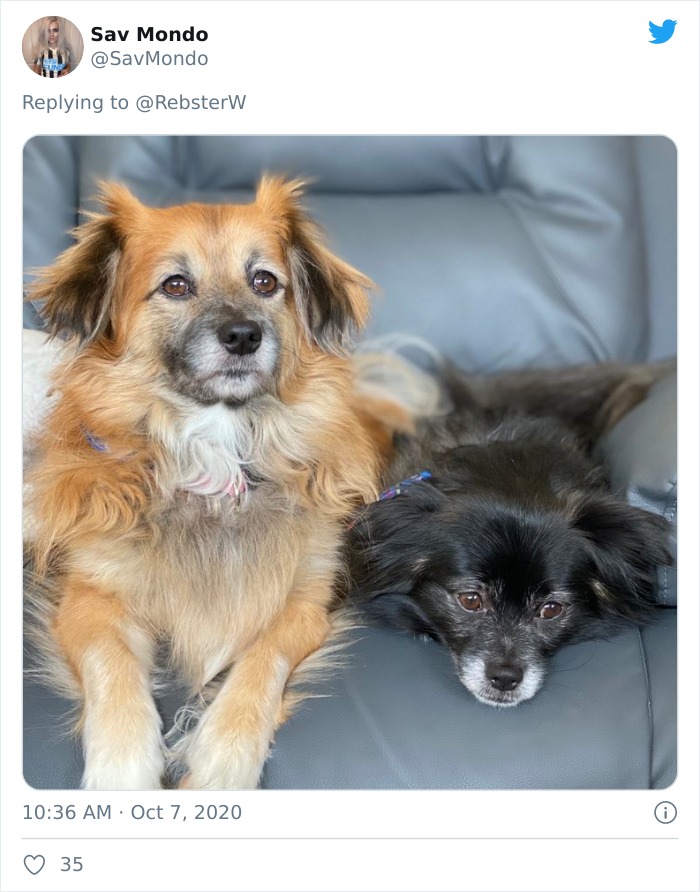 Dog-Profile-Pic-Photo-Dating-Website-Twitter