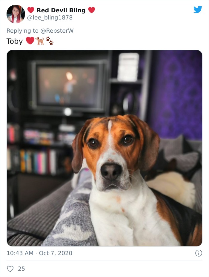 Dog-Profile-Pic-Photo-Dating-Website-Twitter