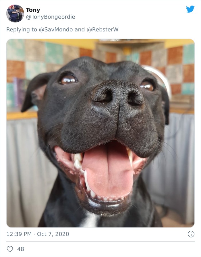 Dog-Profile-Pic-Photo-Dating-Website-Twitter