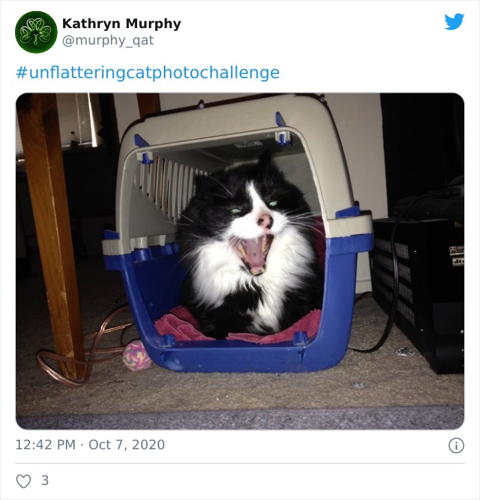 Unflattering-Cat-Photo-Challenge